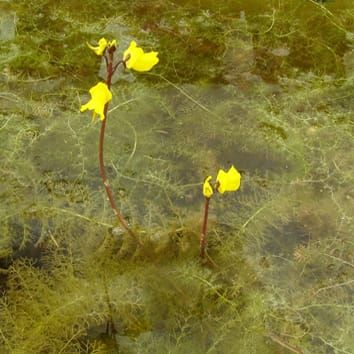 Fijación de nitrógeno en plantas carnívoras acuáticas