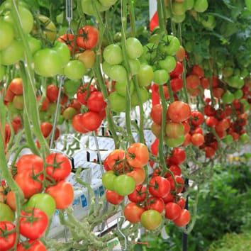 Luz difusa y mayor rendimiento en tomate