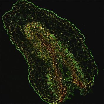 Rôle de la PCD dans la biologie reproductive du kiwi