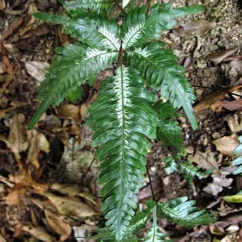 Filogenia y biogeografía mundial de Pteris