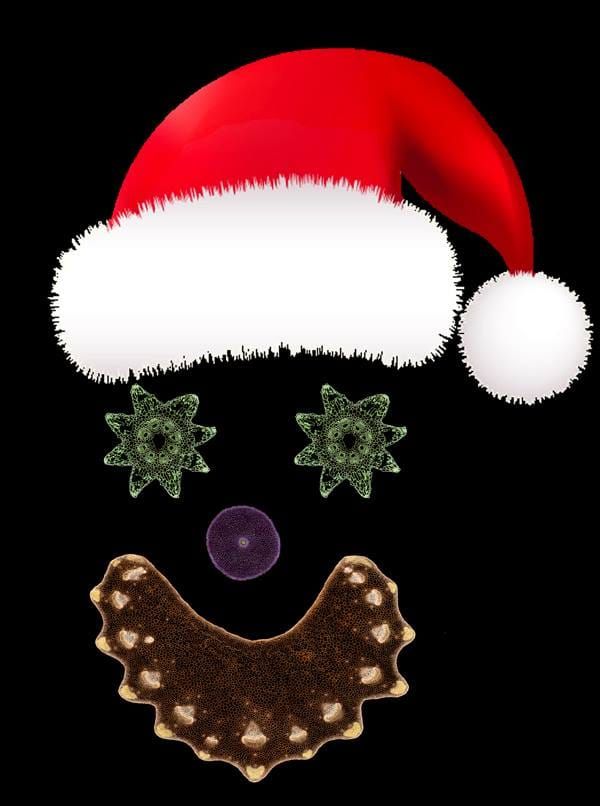 Santa Cells