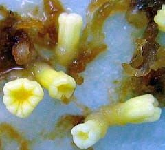 Efecto de la luz sobre aspectos anatómicos y bioquímicos de embriones híbridos de alerce