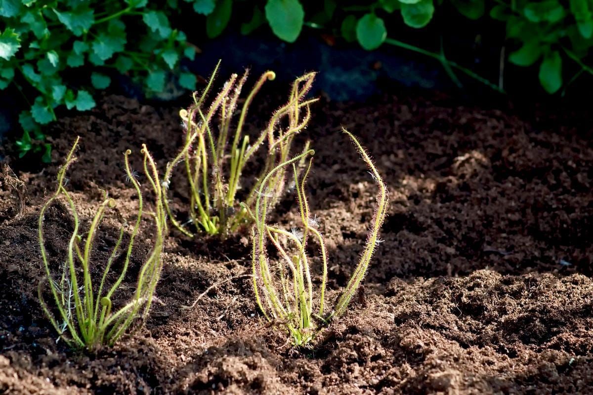Drosera capensis