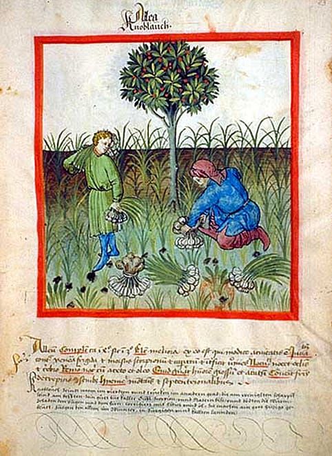 Imagen: De Tacuinum Sanitatis, ca. 1400.