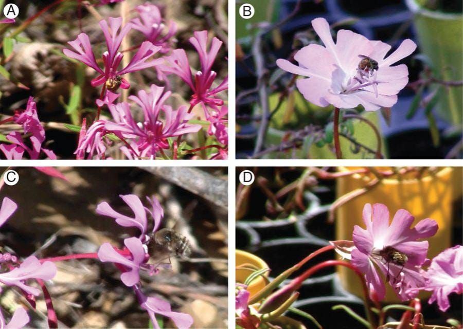 Clarkia flowers