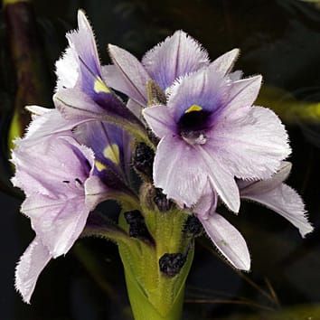 Inundación y variación floral en una planta acuática clonal
