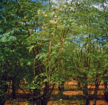 Germination et études ultrastructurales des graines produites par un arbre à croissance rapide et résistant à la sécheresse : implications pour sa domestication et le stockage des graines