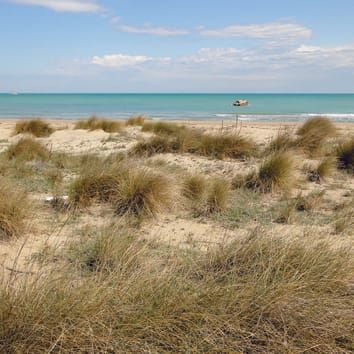 Mudanças na composição de espécies de plantas de habitats de dunas costeiras ao longo de um período de 20 anos