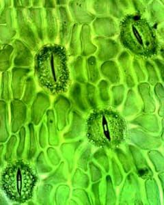 La densité et l'ouverture stomatiques des plantes non vasculaires ne réagissent pas aux concentrations de CO2 supérieures à la température ambiante