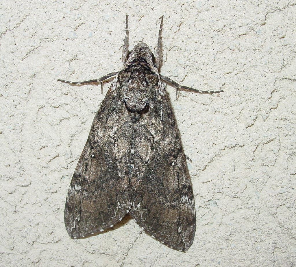 Hawkmoth, Manduca sexta