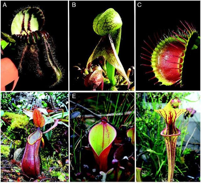 ¿Por qué son las plantas carnívoras?