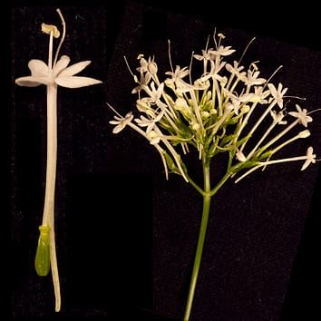 Desarrollo de espolones de pétalos en Centranthus