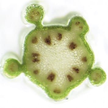 Phyllotaxie chez arabidopsis cuc2 cuc3 double mutants
