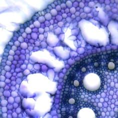 Mecanismos para la formación de aerénquima inducido por etileno