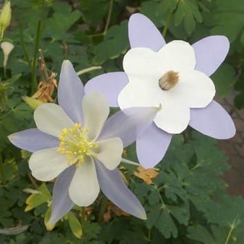 Polinizadores y mantenimiento de la variación en el color de las flores.