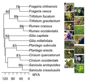La variación de la comunidad microbiana del suelo se correlaciona más fuertemente con la identidad de las especies de plantas