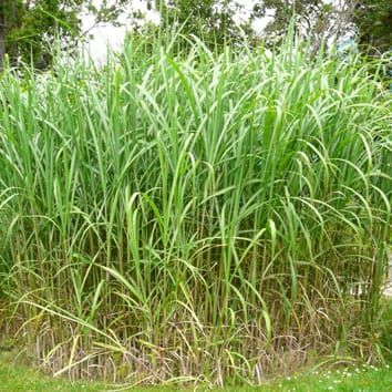 Tolerancia al frío de la fotosíntesis C4 en Miscanthus