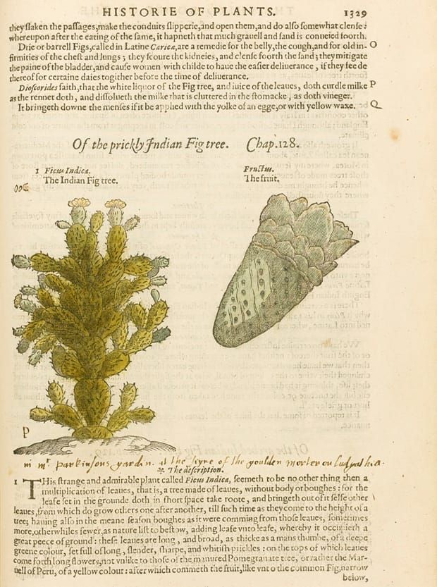 Imagen: de The Herball, Or Generall Historie of Plantes de John Gerard. Publicado por John Norton, Londres, 1597.