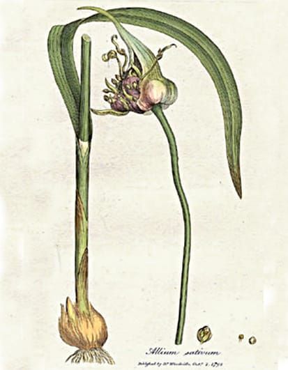 Imagen: William Woodville, Medical Botany, volumen 3. Londres: James Phillips, 1793.