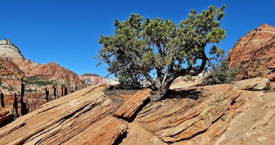 Juniper solitário em uma seca
