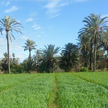 Genetic structure of Old World date palm