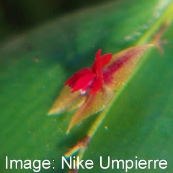 Transient dynamics improve population projections for orchids