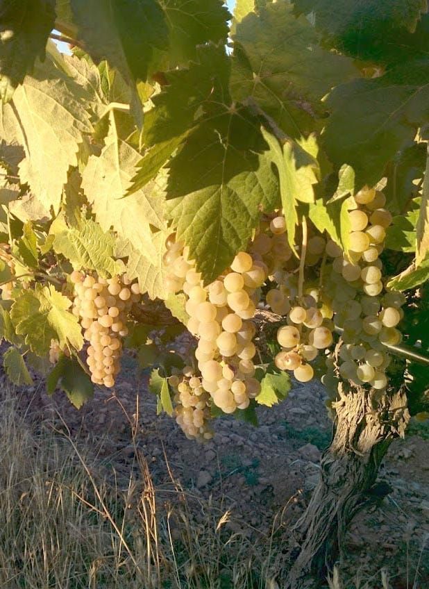 Airén Grapes in central Spain