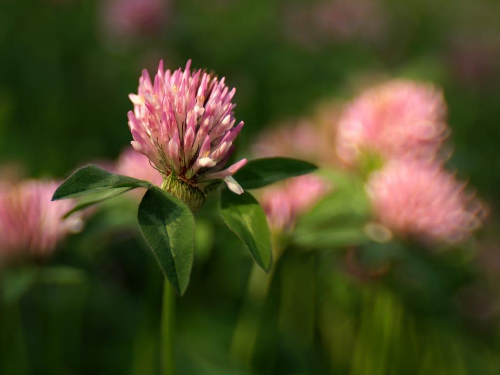 Trifolium pratense