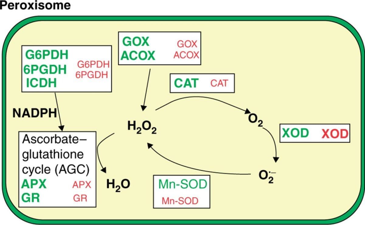 Model of reactive oxygen species (ROS) metabolism in peroxisomes from pepper fruit.