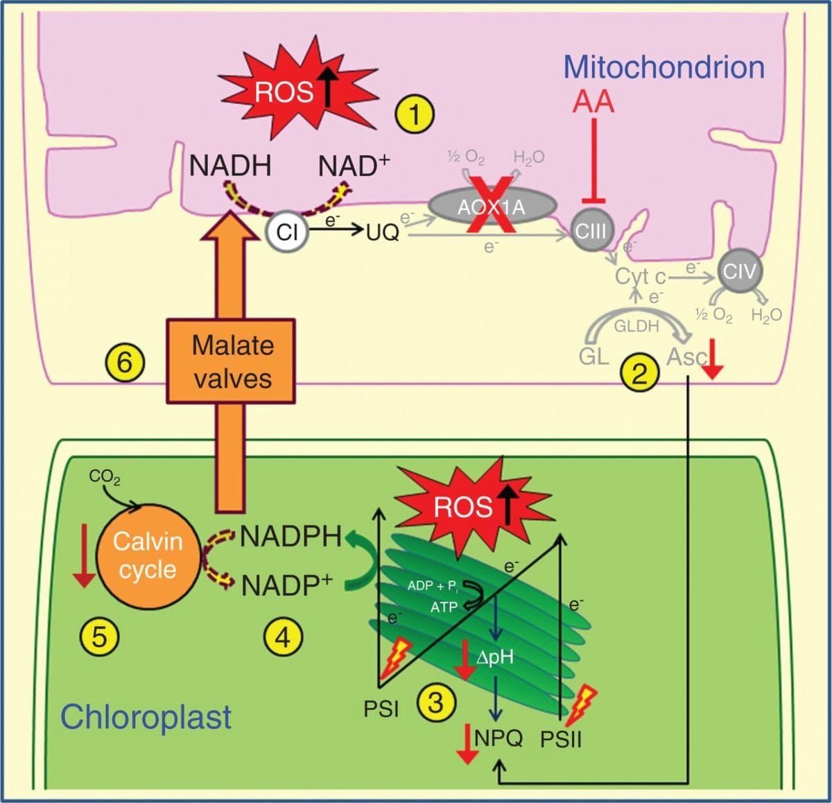 A simple scheme illustrating the impact of AOX1A deficiency on mitochondrial respiration and chloroplastic photosynthesis, wh