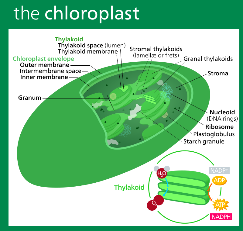 Cloroplasto