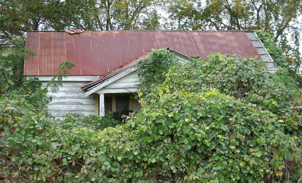 Kudzu