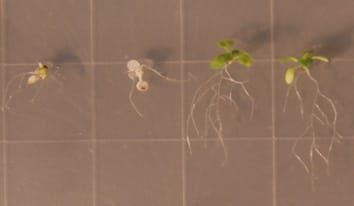 Las poblaciones naturales de Arabidopsis thaliana difieren en las respuestas de las plántulas al estrés por altas temperaturas