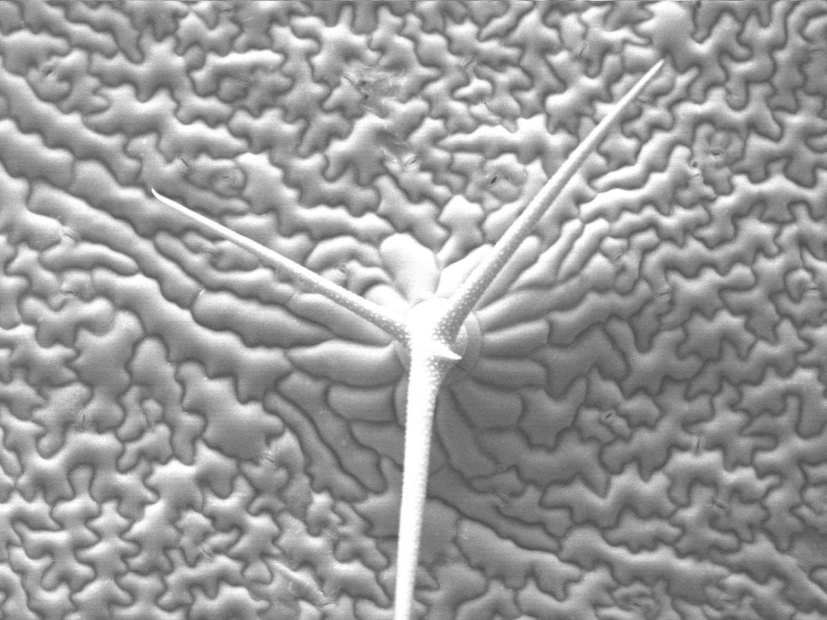 Plant Science na vanguarda