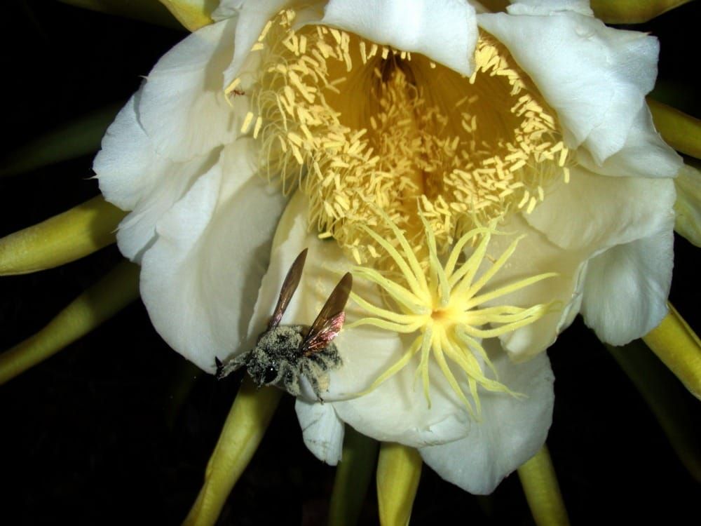 Carpenter bee com pólen coletado de Night-blooming cereus, paniniokapunahoa, papipi pua (Cactaceae)