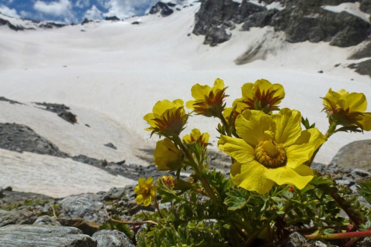 Geum reptans