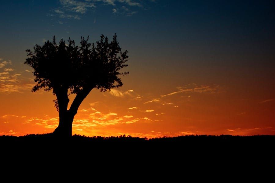 Olive tree
