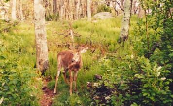 Impactos a nivel comunitario del venado cola blanca en las plantas del sotobosque en los bosques de América del Norte: un metanálisis