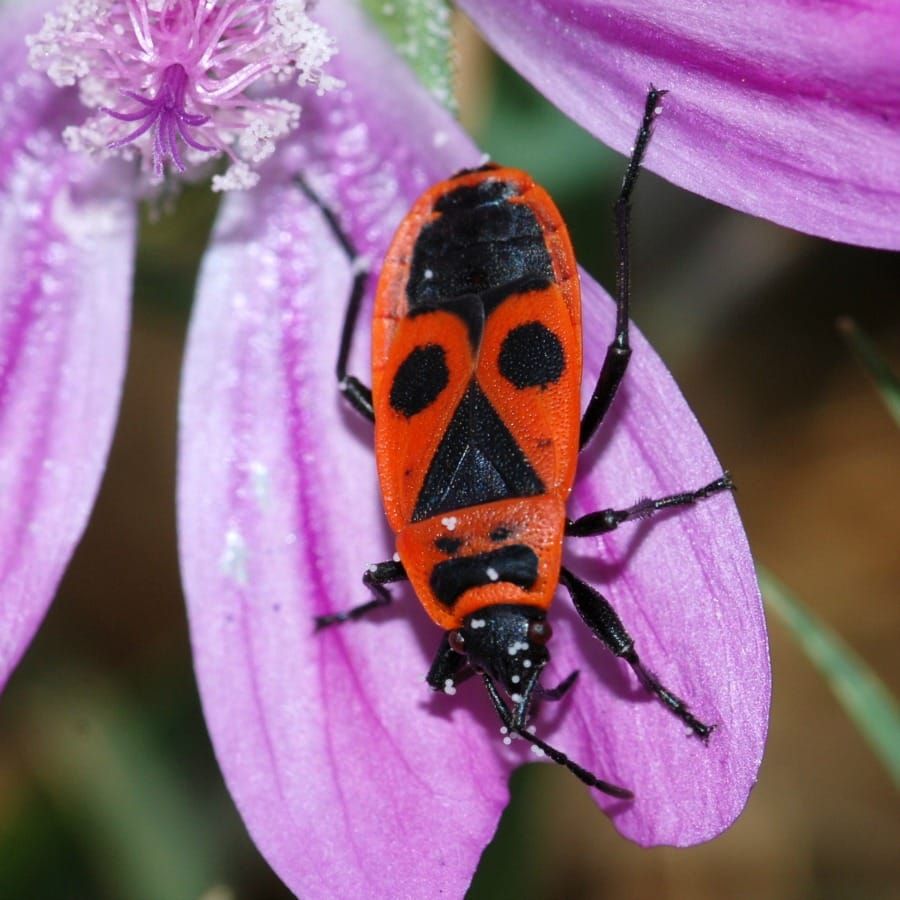 Feuerwanze (Pyrrhocoris apterus)