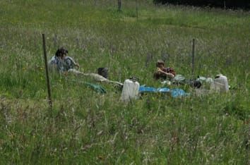 Efectos del régimen de perturbación sobre las reservas de carbohidratos en plantas de pradera