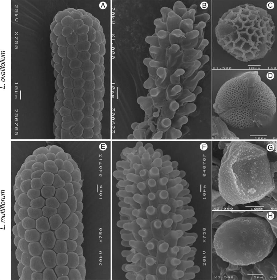Scanning electron microscope photographs of Limonium ovalifolium and L. multiflorum stigmas and pollen grains.