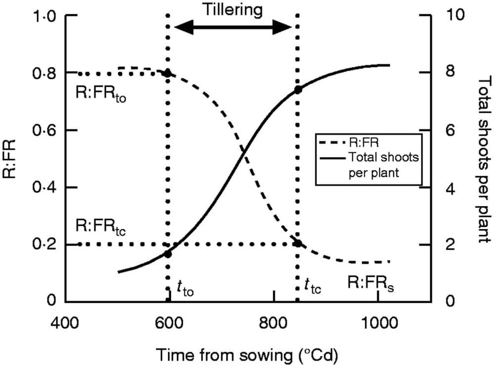 Dynamics of tillering and red/far-red ratio (R:FR) at the base of the canopy in the mapping population of ‘Forno’ and ‘Oberku