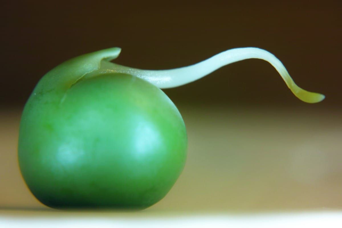 Pisum sativum
