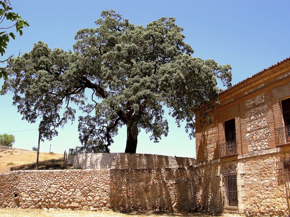 Quercus Ilex