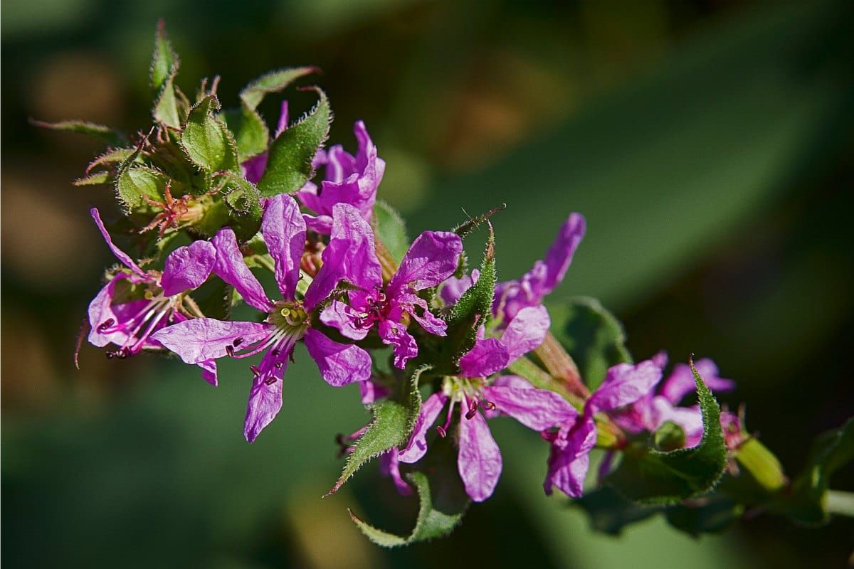 Lythrum salicaria