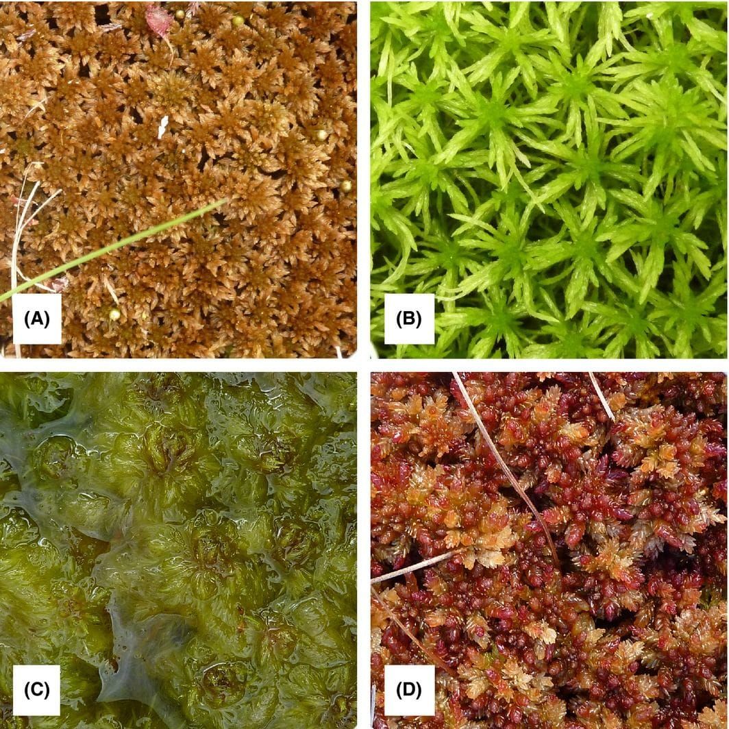 Quatre des espèces incluses dans l'étude : Sphagnum fuscum (A), S. girgensohnii (B), S. cuspidatum (C) et S. magellanicum (