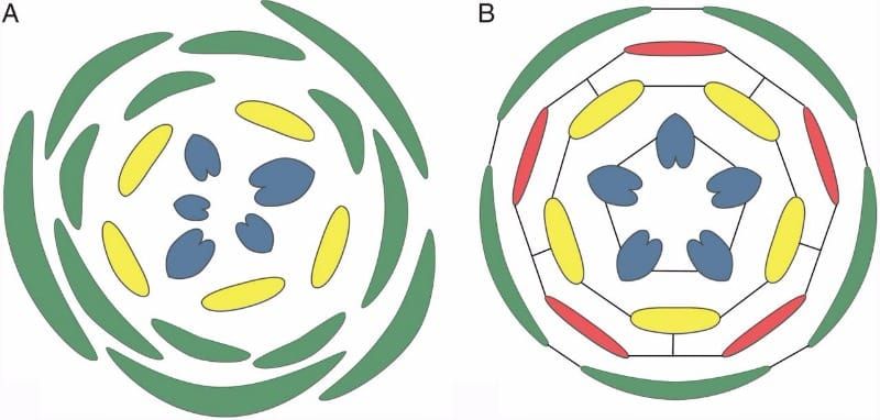 Diferentes potenciais de sinorganização de órgãos florais em diferentes padrões de filotaxia.