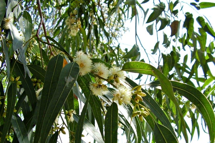 Eucalyptus globulus