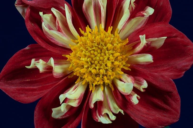 Flor