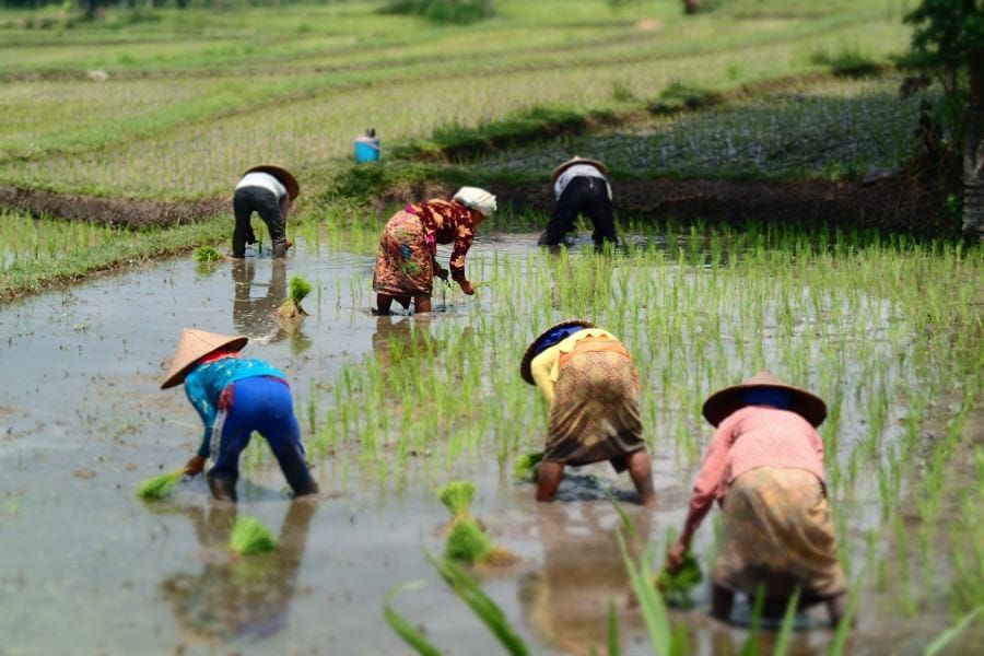 Rice paddy, Lombok, Indonesia.